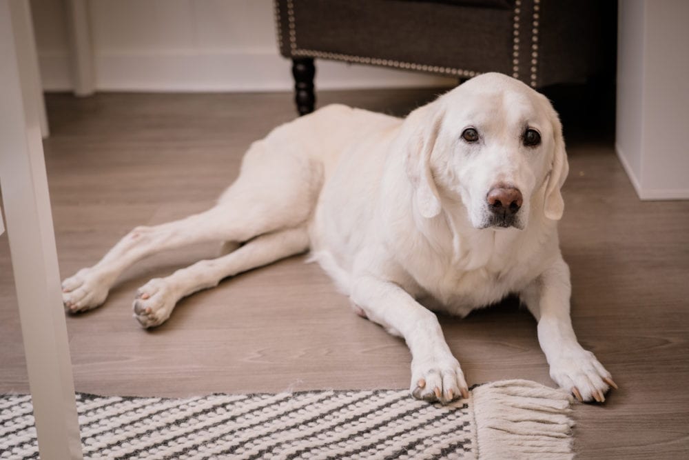 Elway Bloom Jewelry Studio Dog